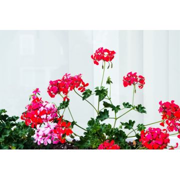 Toraf Pelargonia Zwisająca Speedy Mix 10szt